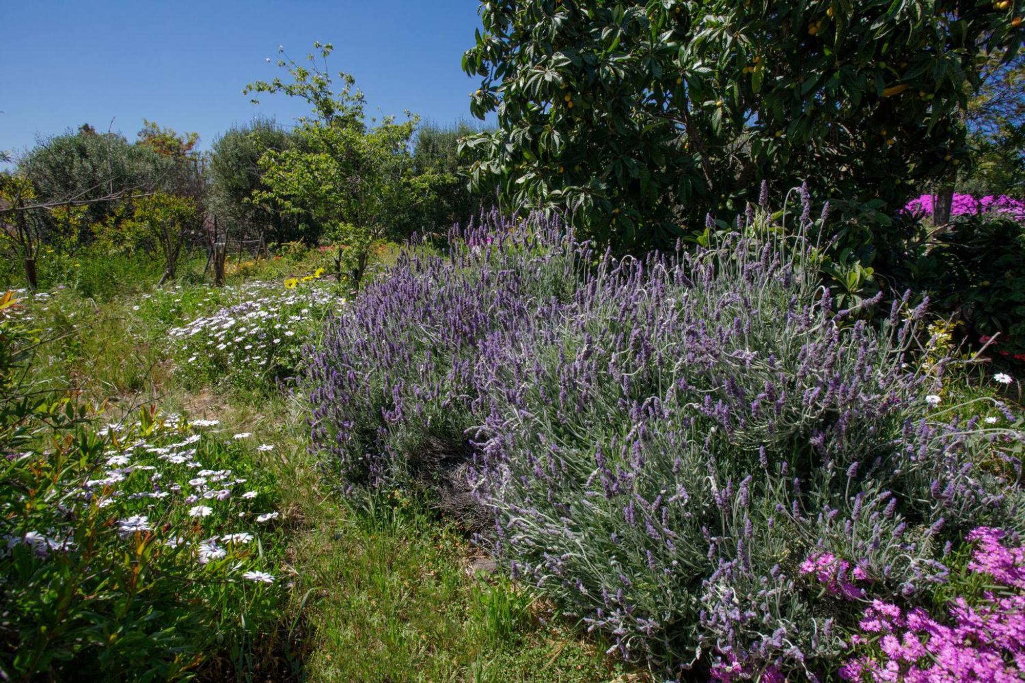 Quinta Maria En La Ruta Del Vino Bed & Breakfast Valle de Guadalupe Eksteriør bilde